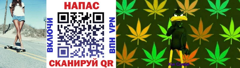 Конопля Ganja  Краснознаменск 